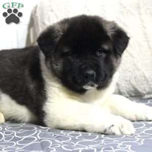 Biscuit, Akita Puppy